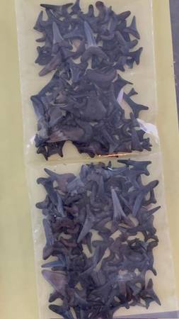 Fossilized Shark teeth 90 plus 20 frags per bag 1