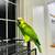Talking Amazon parrot 13 thumbnail