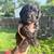 Goldendoodle Puppies 2 thumbnail