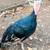 Heritage Turkey Poults 15 thumbnail