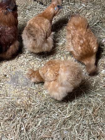 silkie hens 1