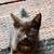 Two black kittens 2 thumbnail