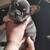Frenchie puppies 11 thumbnail