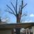 Tree services tree work 🌳 tree climber insured 🏡 14 thumbnail