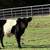 Miniature Scottish Belted Galloway Cattle, Cows, Bulls, 17 thumbnail