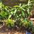 Grafted mango Philippine mango 3 thumbnail