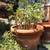 SOLD - Italian Large Terracotta Pot/ CHERRIE TOMATOES 21” W x 18” tall 2 thumbnail