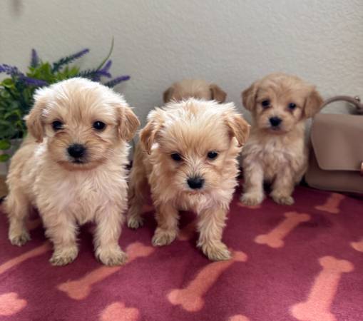 Small size poodle mix puppies63881394966531122