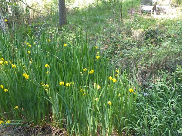 $1,700,000 / 4br - 3000ft2 - Home with 2 acer lake with fish fed by live year around stream (GrassValley)63952105177346123