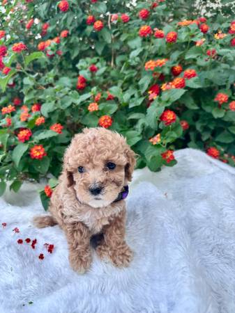Toy Goldendoodle63826637483265120
