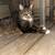 Lost Cat - Stitch. Gray tabby - Arvada, CO 1 thumbnail