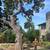 TREE &STUMP GRINDING &STUMP REMOVAL SERVICE 6 thumbnail