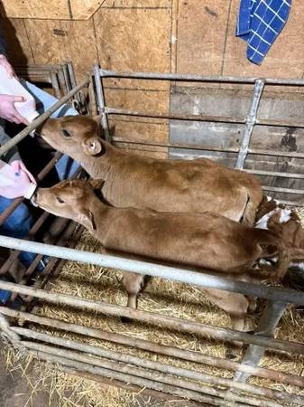 Calves 1