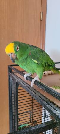 Yellow Crowned Amazon Parrot (Federal Way)5567685744355123214