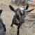 Farm animals 2 thumbnail