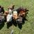 4-H Project Poultry: Premium Point-of-Lay Started Pullets & Heritage Roosters 5 thumbnail