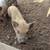 Piglets 4 thumbnail