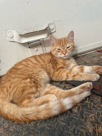 Kittens (Hookstown)63882391238787120