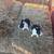 Bunnies 1 thumbnail