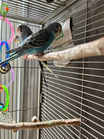 Baby Parakeet (60)63857555343619122