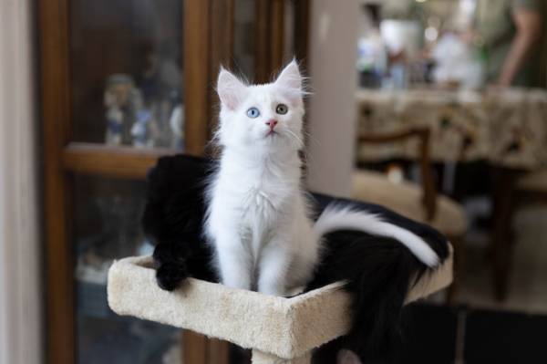Cuddly Turkish Angora Kittens (Covina)63953679112963122