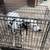 Dog Cage 1 thumbnail