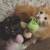 Manx kittens 21 thumbnail