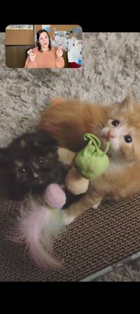 Kittens manx (Livermore)6030114850399948820