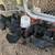 Chickens 8 thumbnail