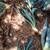 Blue agave(Century plant) 5 thumbnail