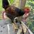 🌟 Handsome Golden Laced Wyandotte Rooster Needs a New Home 🌟 (FREE) 2 thumbnail