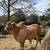 Red Brahman 2 thumbnail