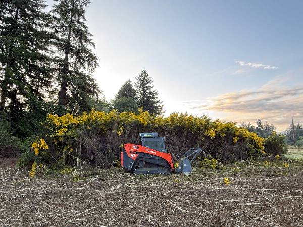 Brush Clearing/ Land Clearing 1