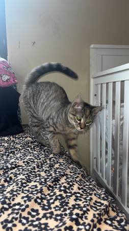 Reubicación de gatito (Harlem Oriental)