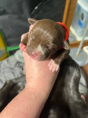Cane corso pups for rehoming (Sw okc)63681506201091120