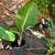 Bird of Paradise Plant 5 thumbnail