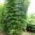 Gracilis Bamboo ~ Premier Clumping Bamboo for Privacy 20 thumbnail