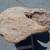 Redwood Burl-Ready for Milling 4 thumbnail
