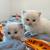 Ragdoll kittens 1 thumbnail