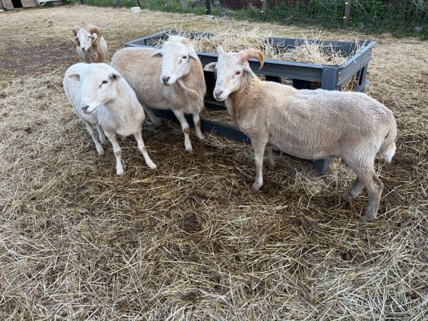 4 Boer Cross Male Goats – 6 Months Old – $300 Each (Beecher, IL 60473 1