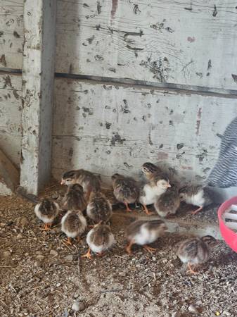 Guinea keets 1