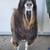 Registered Nigerian Dwarf Does and Buck 9 thumbnail