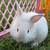 Lion head bunnies 8 thumbnail
