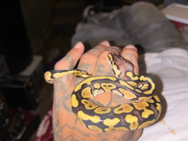 Baby fire ball python 1