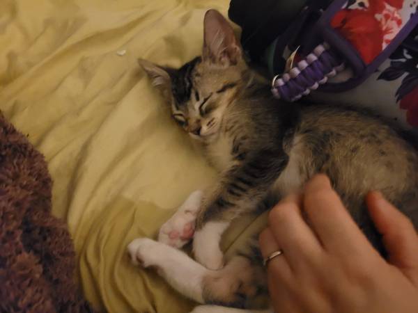 Tender kitten (Long Beach)63893601634946124