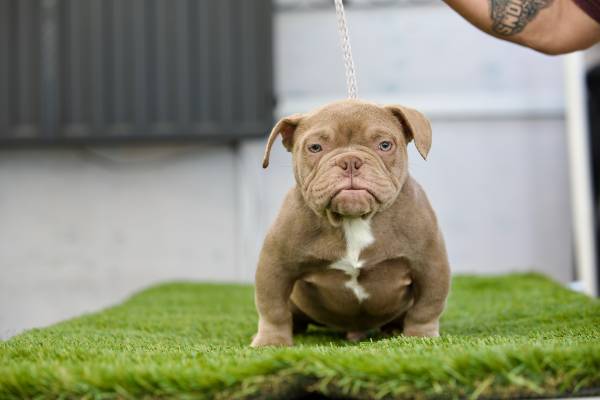 American bully 1