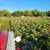 Acres, sacate, mirasol, tall grass, 2 thumbnail