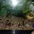 Free tropical fresh water rams horn snails 2 thumbnail