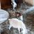 Nigerian Dwarf goats. kids 1 thumbnail