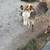 Miniature donkey 3 thumbnail